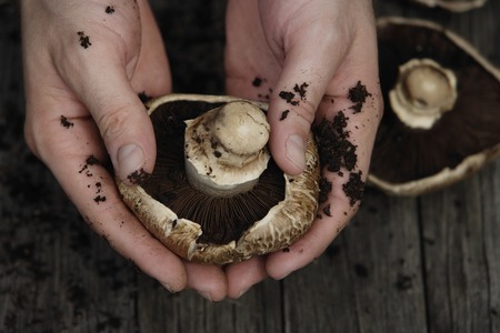 hands with mushroomsの写真素材