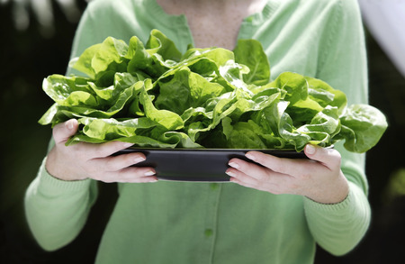 Hands holding plate of lettuceの写真素材
