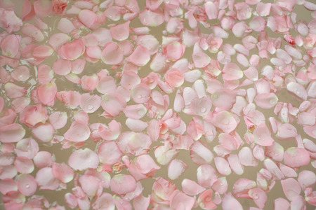 pink petals floating on waterの写真素材