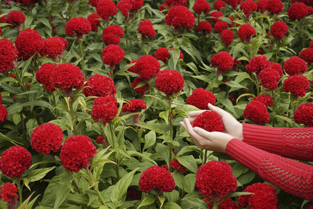 coxcomb flower cupped in young woman's handsの写真素材
