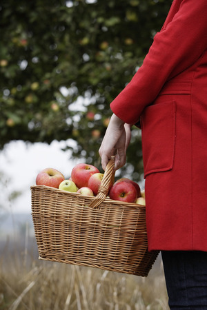 arms of young woman holding basket of applesの写真素材