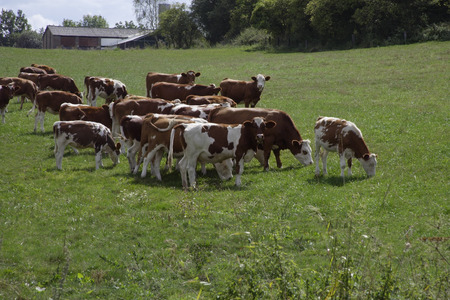 cows grazing