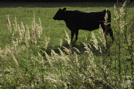 one black cowの写真素材