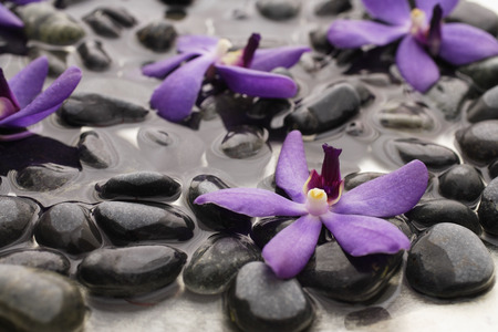 Purple orchids on wet rocks.