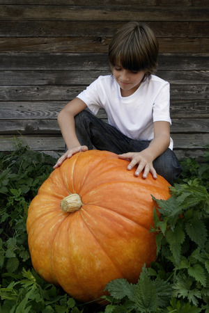 boy with huge pumpkinの写真素材