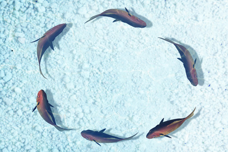 red fish businessの写真素材