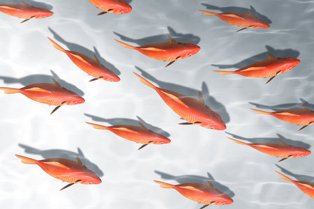 red fish businessの写真素材