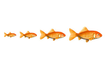 red fish businessの写真素材