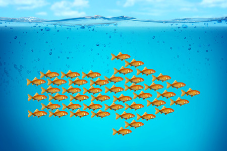 red fish businessの写真素材