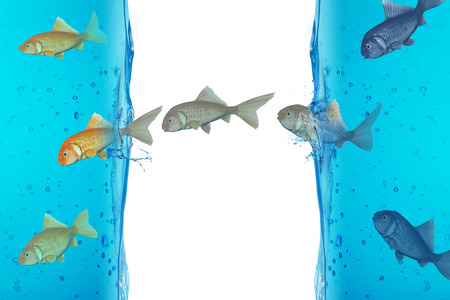 red fish businessの写真素材