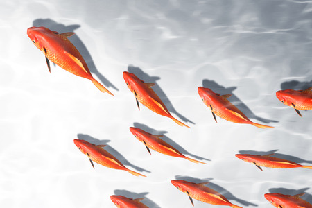 red fish businessの写真素材