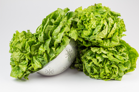Fresh lettuce leavesの写真素材