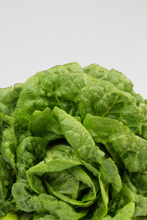 Fresh lettuce leavesの写真素材