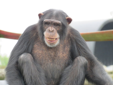 A single chimpanzee cheeky chimp looking at the camera on wooden platformの写真素材