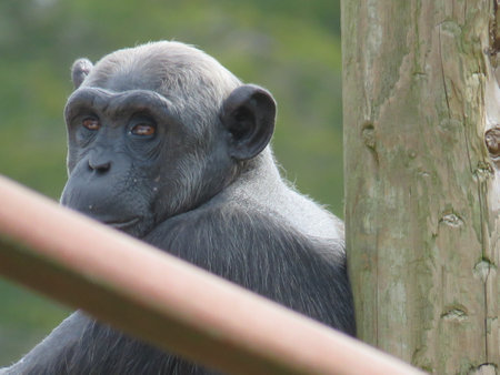Chimp on climbing apparatus on logs in enclosure