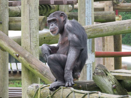 Chimp on climbing apparatus on logs in enclosure