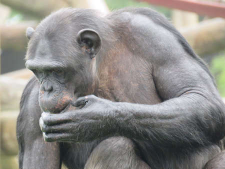 Chimp on climbing apparatus on logs in enclosure