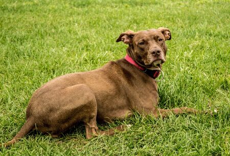 Pit bullの写真素材