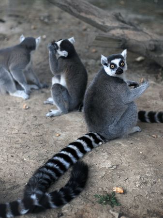 Africa Safari - Ring-Tailed Lemurの写真素材