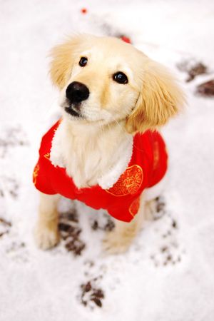 Golden Retriever Dog with Traditional Red Chinese New Year Clothingの写真素材