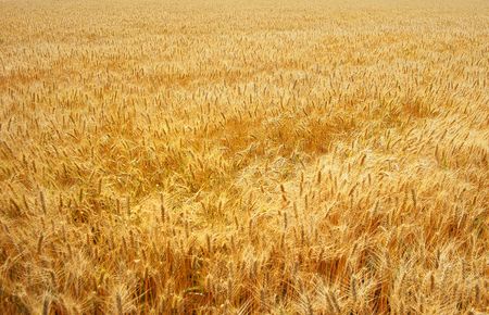Golden Wheat Field in Harvest Seasonの写真素材