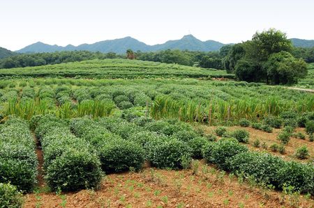Tea Farmlandの写真素材