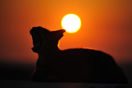 Cat in  Mykonosの写真素材