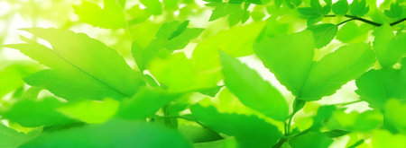 Fresh green leaves with bokeh effect. Spring nature background.の写真素材