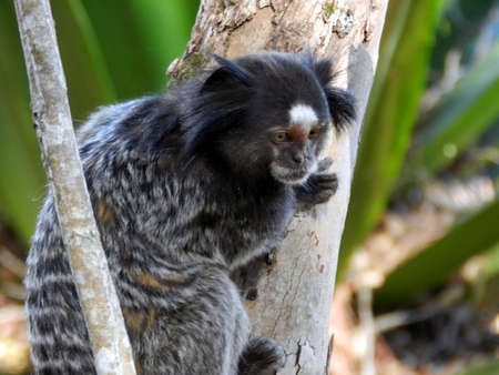 brazilian marmoset living in the city of Rio de Janeiro