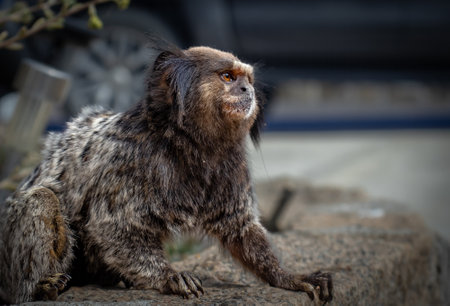 White tufted marmoset carefully approaching a house to steal food