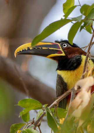 huge beaked bird known as araÃ§ari that forms very noisy flocksの写真素材