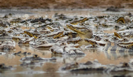 in the brazilian wetlands a lake in the dry season full of alligators fighting for foodの写真素材