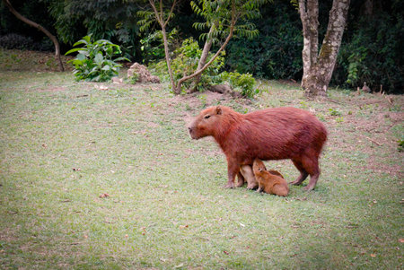 mother capybara nursing two cubs in an open field