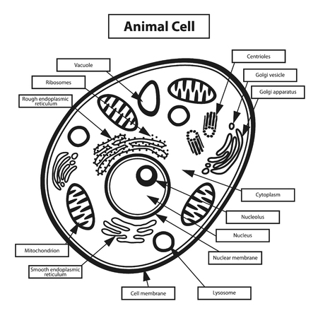Animal cell illustrationのイラスト素材
