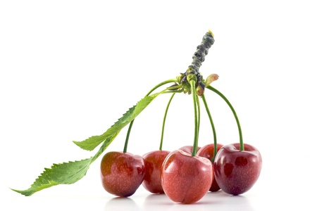 Group of cherries connected together with a stem on a white backgroundの写真素材