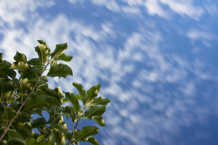 Dynamic sky with clouds and a treeの写真素材