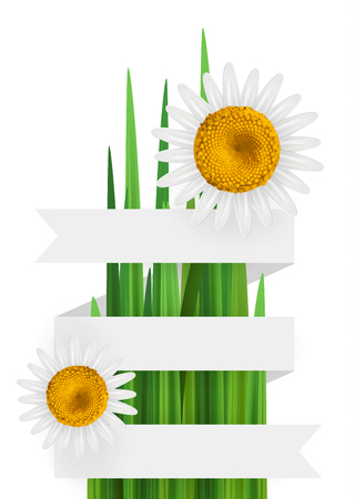 Flower bacgkround with ribbon and daisy, isolated with empty space for textのイラスト素材