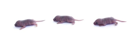 Three newborn baby mice lined up over whiteの写真素材