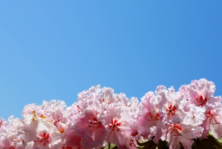 Blue sky with a lower border of pink rhododendron flowersの写真素材