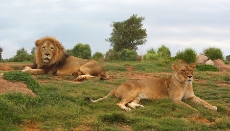 Lion and lioness lying down and restingの写真素材