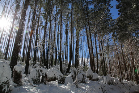 Sunny winter morning in the Australian bushの写真素材