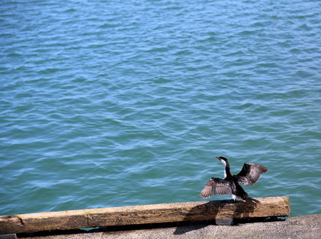 Little pied cormorant bird drying its wings on the seashoreの写真素材