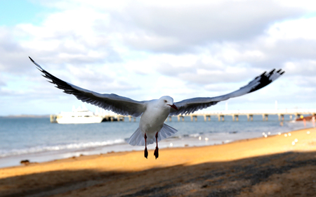 Close up of seagull landing on beachの写真素材