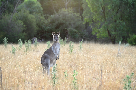 Alert female eastern grey kangarooの写真素材