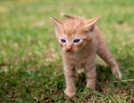 Little kitten concentrating, gazing intentlyの写真素材