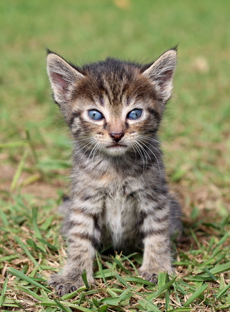 Cute little kitten posing for a portrait on the grassの写真素材