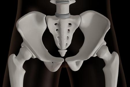 3d rendering of the pelvic area of the human skeletonの写真素材