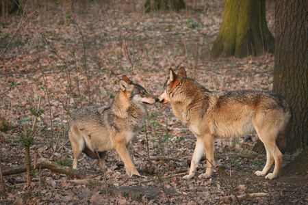 Two wolves kissingの写真素材