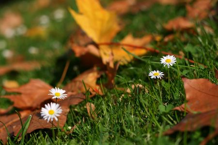 daisies in the park, autumn, outdoorsの写真素材