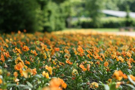 orange flowers growing in the parkの写真素材